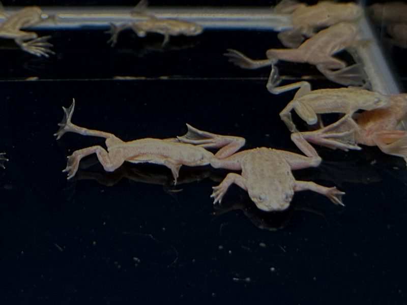 african dwarf frog blonde leucistic 114520