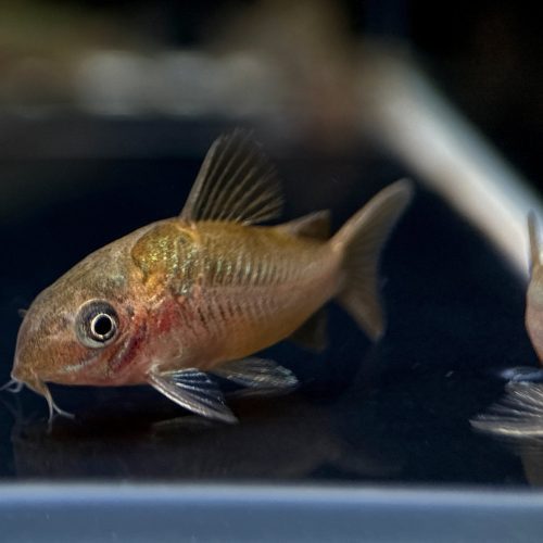 albertini corydoras c005 433805