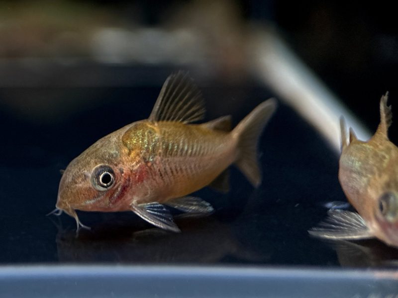 albertini corydoras c005 433805