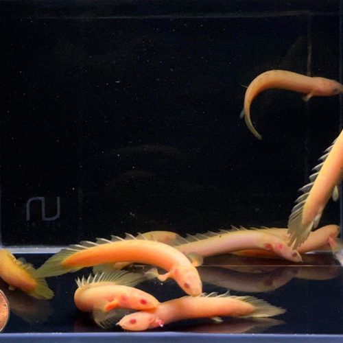 albino bichir 105776