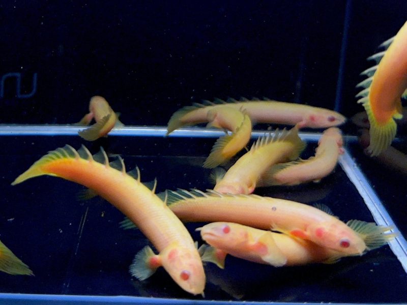 albino bichir 985654