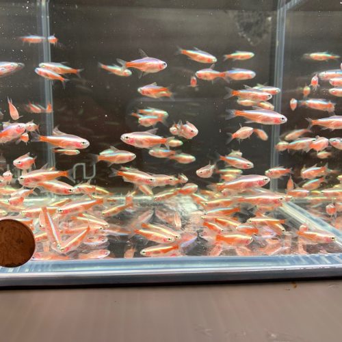 albino cardinal tetra 291073