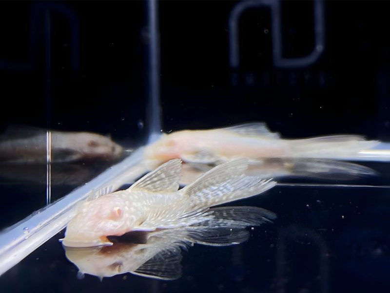 albino longfin bushy nose pleco 10 125 916831