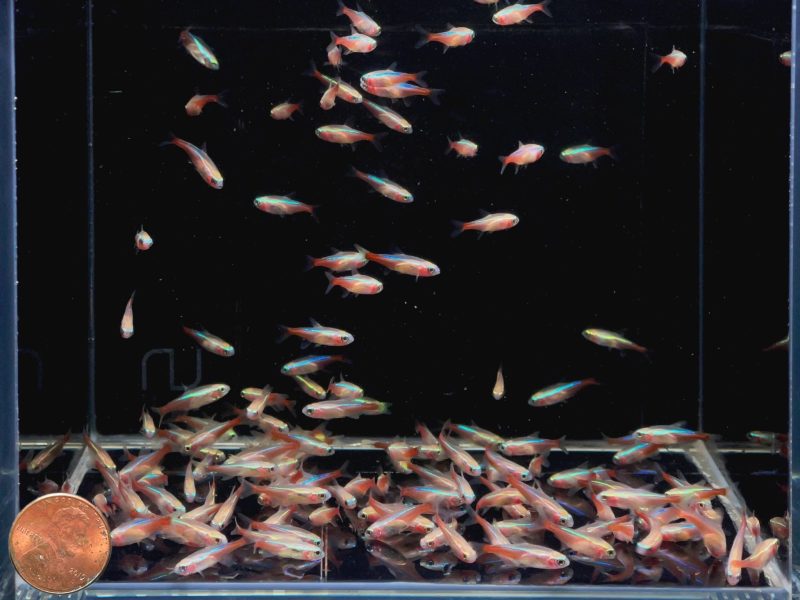 albino neon tetra 140135