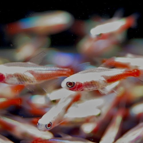 albino neon tetra 252513