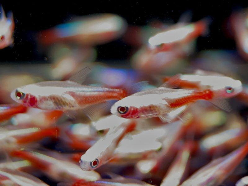 albino neon tetra 252513