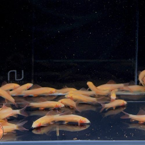 albino rainbow shark s 344587