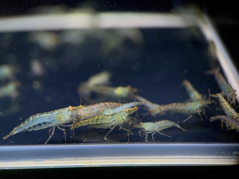 algae eating shrimp 383393