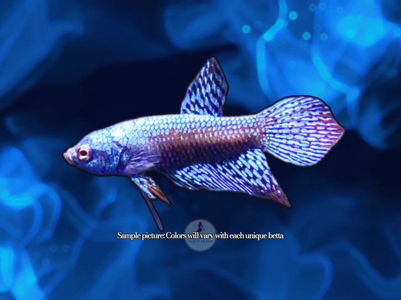 alien steel blue betta 505335