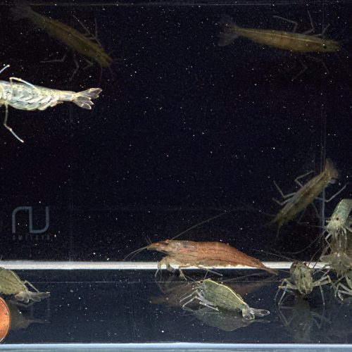 amano shrimp jumbo xxl 389744