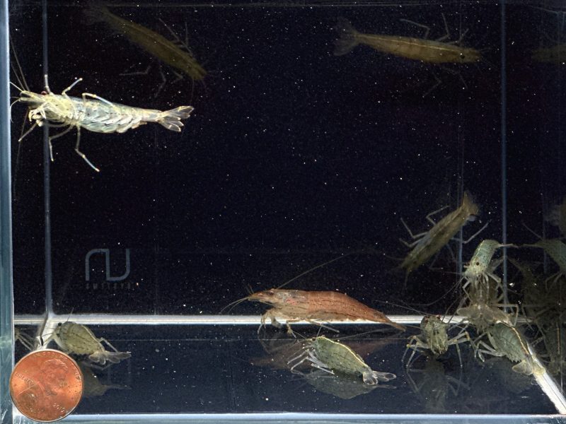 amano shrimp jumbo xxl 389744