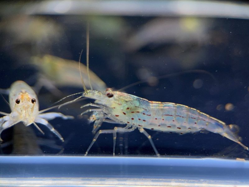 amano shrimp l 511542