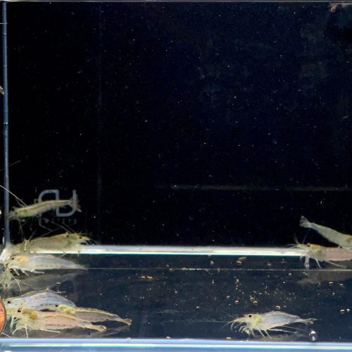 amano shrimp l 896250