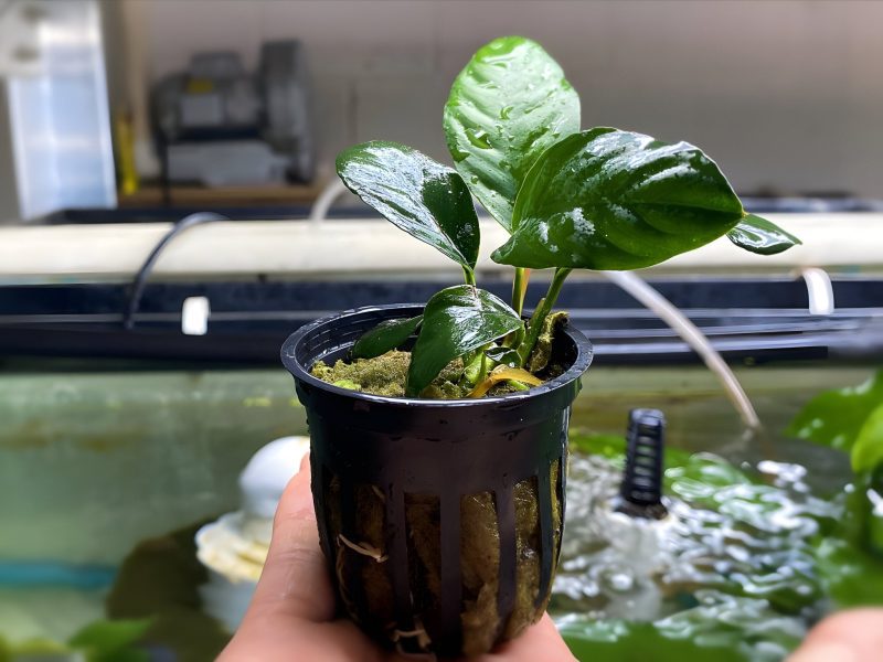 anubias coffeefolia potted plant 966913