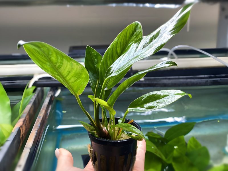 anubias congensis potted plant 768506