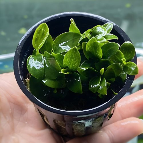 anubias nana petite potted plant 657228