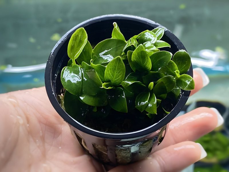 anubias nana petite potted plant 657228