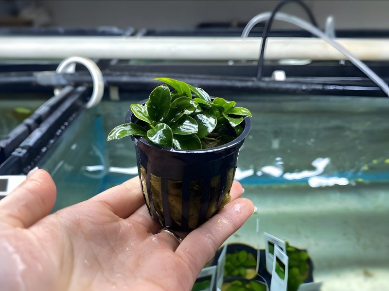 anubias nana petite potted plant 959561