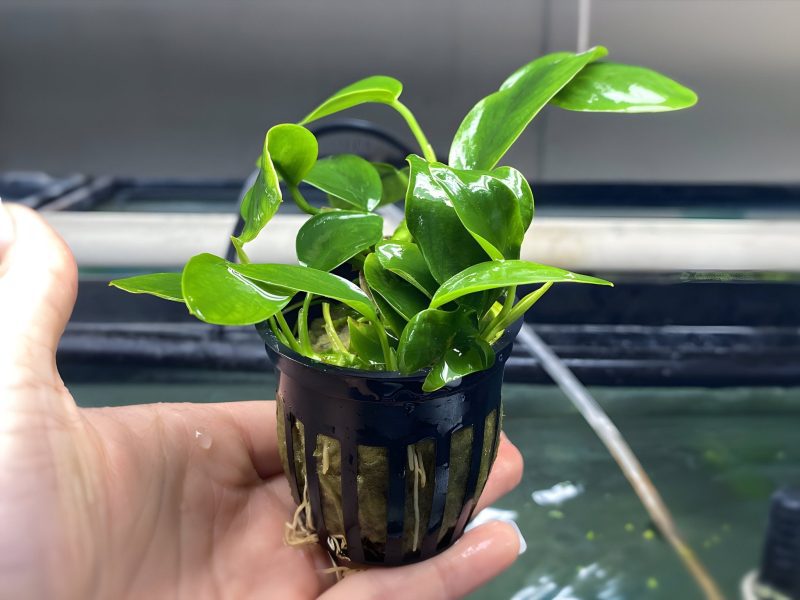 anubias nana potted plant 788216