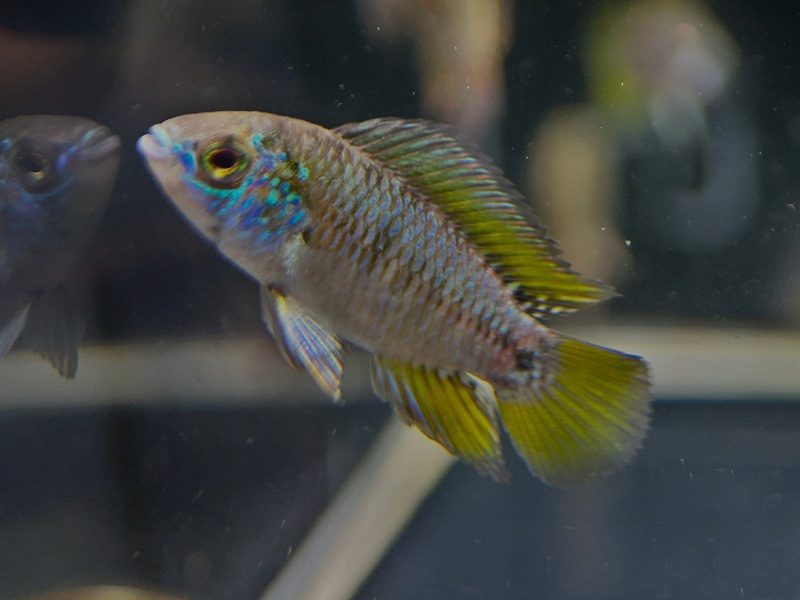 apistogramma borellii opal 967834