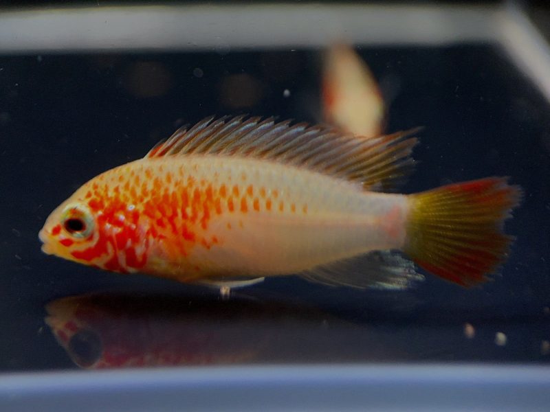 apistogramma viejita gold 754795