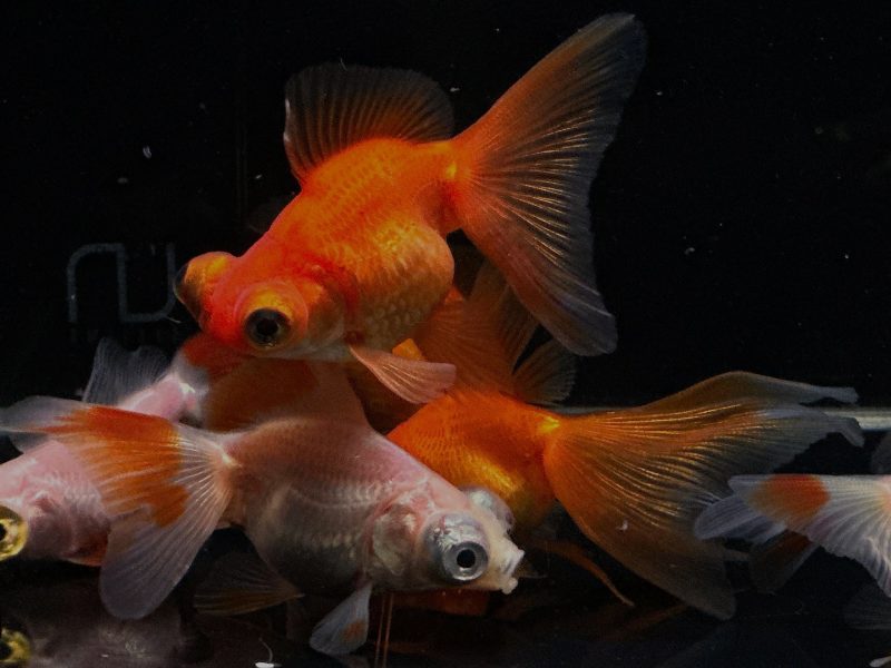 assorted butterfly tail goldfish 2 25 500587