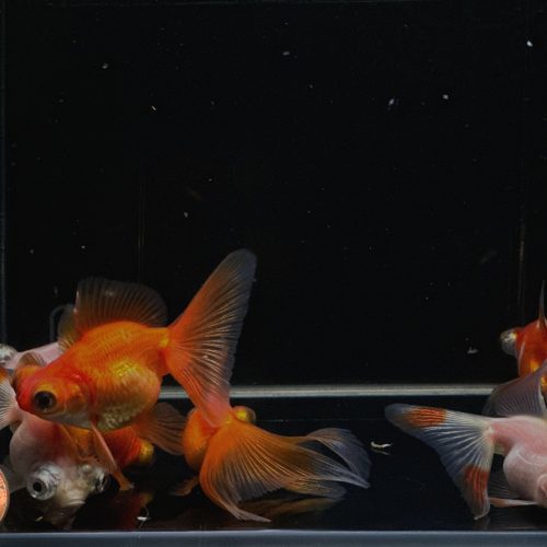 assorted butterfly tail goldfish 2 25 533987