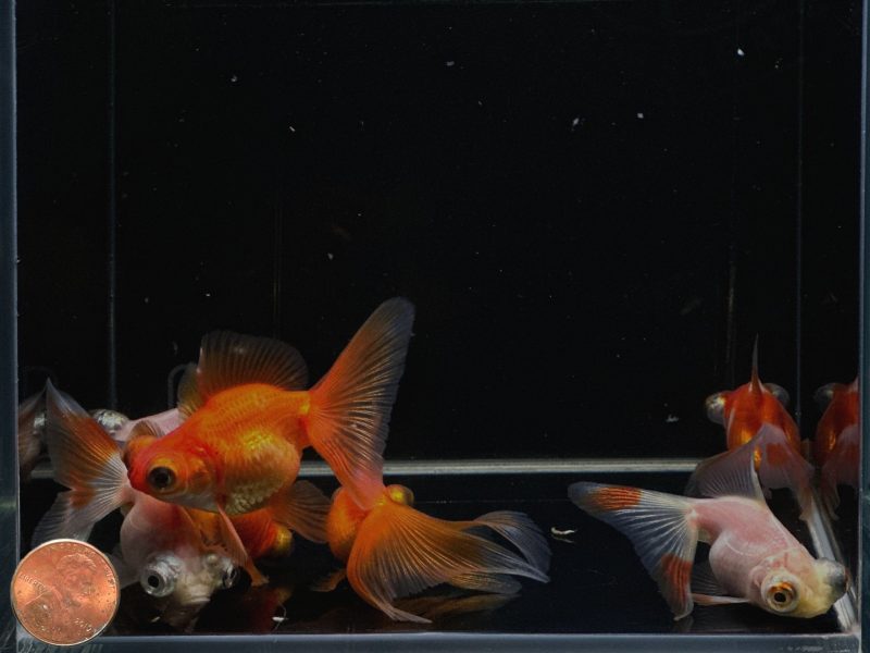 assorted butterfly tail goldfish 2 25 533987