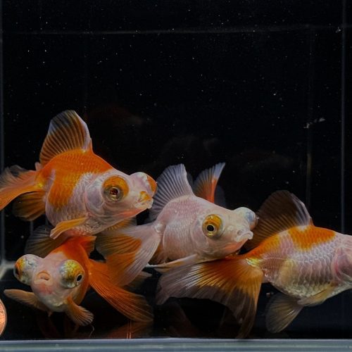 assorted butterfly tail goldfish 3 108273