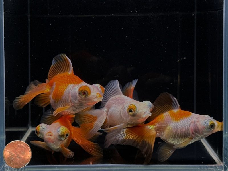 assorted butterfly tail goldfish 3 108273