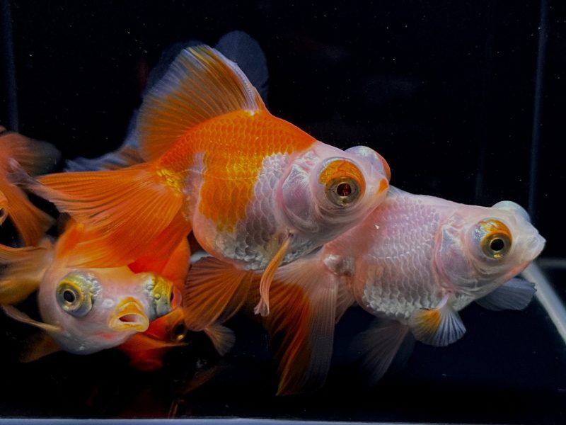 assorted butterfly tail goldfish 3 814620