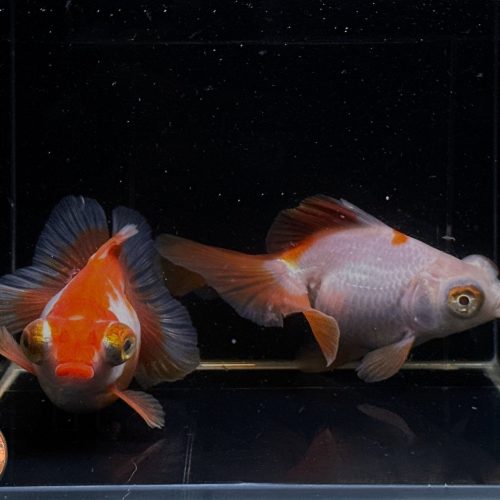 assorted butterfly tail goldfish 4 45 469966