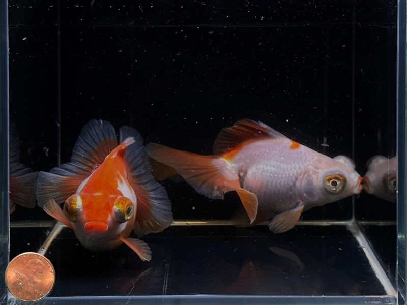 assorted butterfly tail goldfish 4 45 469966