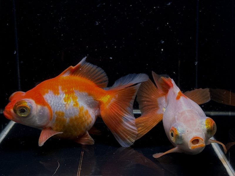 assorted butterfly tail goldfish 4 45 546967