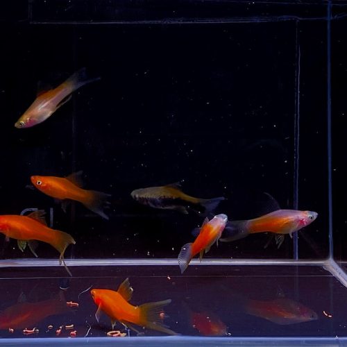 assorted double swordtail 118173