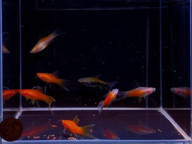 assorted double swordtail 118173