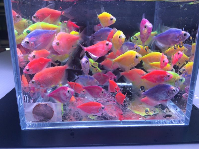 assorted glofish tetra 281805