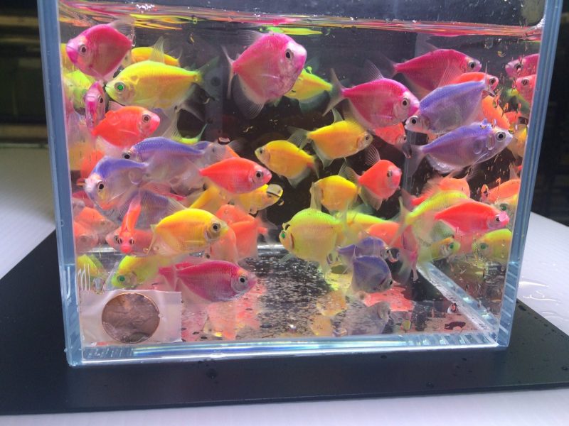 assorted glofish tetra 687654