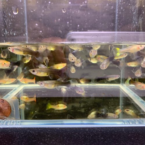 assorted guppy female 563443