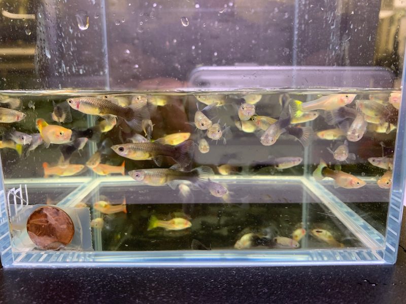 assorted guppy female 563443