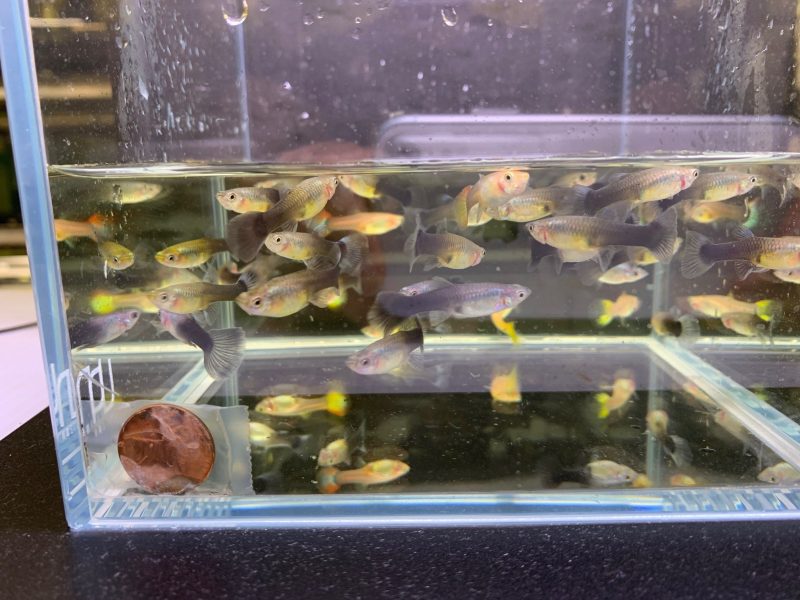 assorted guppy female 647584