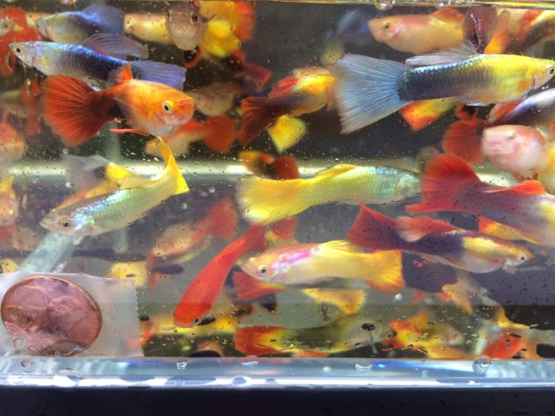 assorted guppy males 473888