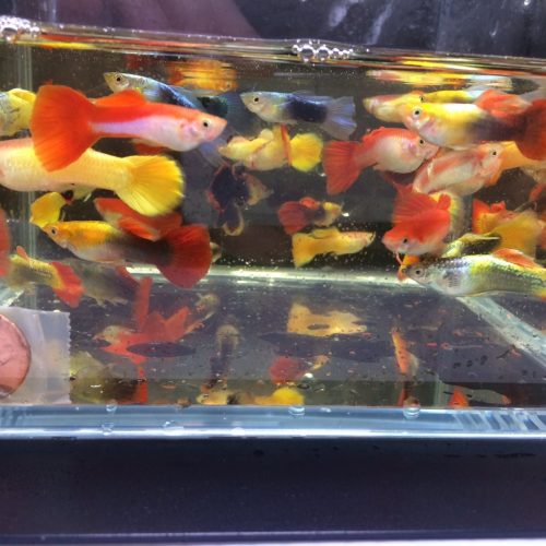 assorted guppy males 613281