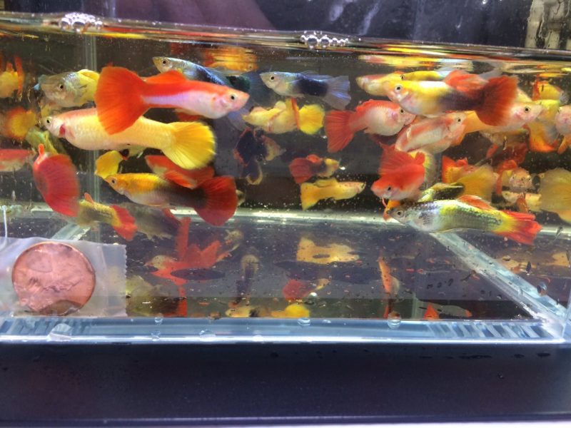 assorted guppy males 613281