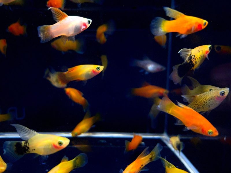 assorted hifin platy 360235