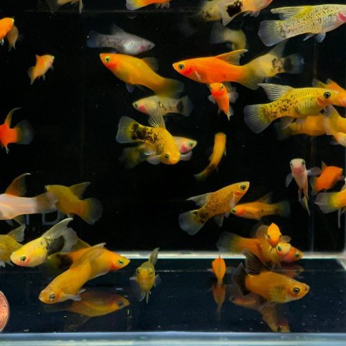 assorted hifin platy 763717