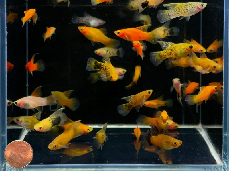 assorted hifin platy 763717