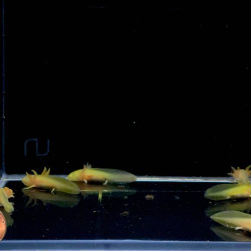 assorted hybrid albino gold axolotl 957665