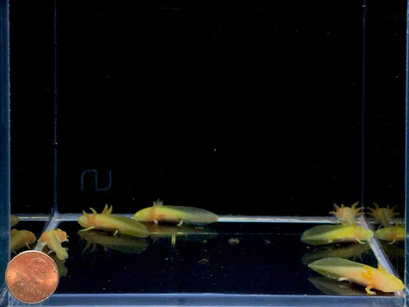 assorted hybrid albino gold axolotl 957665