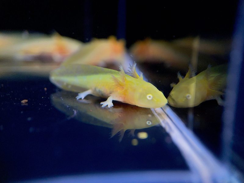 assorted hybrid albino gold axolotl 994767